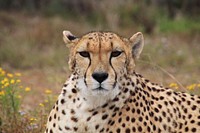 Free cheetah image, public domain wild animal CC0 photo.