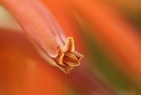 Free orange flower macro image, public domain spring CC0 photo.