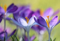 Free crocus image, public domain flower CC0 photo.