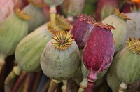 Free opium poppy image, public domain spring CC0 photo.