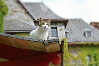 Free cute stray cat on the roof image, public domain CC0 photo.