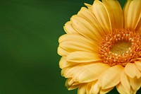 Free yellow gerbera background image, public domain flower CC0 photo.