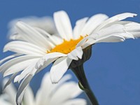 Free white daisy image, public domain flower CC0 photo.