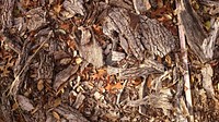 Free bark and leaf ground photo, public domain fall CC0 image.