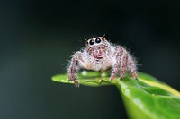 Free little spider on leaf image, public domain animal CC0 photo.