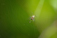 Free macro tiny spider on web image, public domain animal CC0 photo.