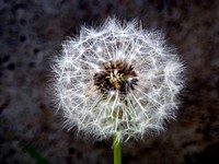 Free dandelion image, public domain flower CC0 photo.