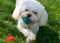 Free cute white dog image, public domain pet CC0 photo.
