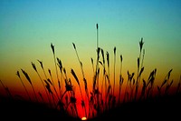 Free grass flowers at sunset image, public domain plant CC0 photo.