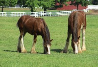 Free Clydesdale horses grazing on meadow image, public domain animal CC0 photo.