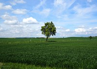 Free lone tree image, public domain botanical CC0 photo.