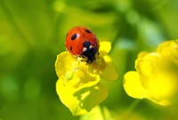 Free ladybug on yellow flower image, public domain spring CC0 photo.