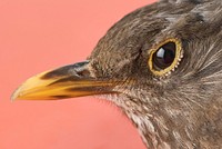 Free close up finch face image, public domain animal CC0 photo.