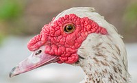 Free white muscovy duck image, public domain animal CC0 photo.