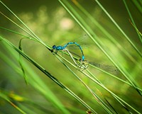 Free dragonfly image, public domain animal CC0 photo.