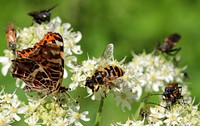 Free butterfly and flower image, public domain animal CC0 photo.