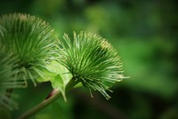 Free thistle, thorny plant image, public domain botanical CC0 photo.