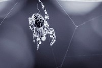 Free spider on web in black and white image, public domain animal CC0 photo.