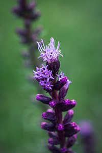 Free purple liatris image, public domain flower CC0 photo.