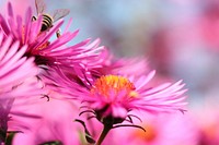 Free pink aster image, public domain spring CC0 photo.