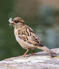 Free close up sparrow image, public domain CC0 photo.