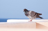 Free close up pigeon image, public domain animal CC0 photo.