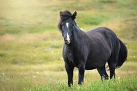 Free black horse in meadow image, public domain animal CC0 photo.