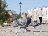 Free pigeons walking on street image, public domain animal CC0 photo.