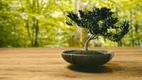 Free bonsai image, public domain plant CC0 photo.