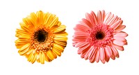 Free daisies image, public domain flower CC0 photo.
