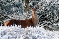 Free deer in the forest photo, public domain animal CC0 image.