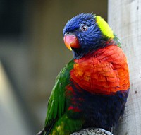 Free bird image, public domain animal CC0 photo.