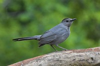 Free grey catbird, dumetella carolinensis, on a log photo, public domain animal CC0 image.