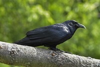 Free crow on a branch portrait photo, public domain animal CC0 image.