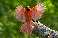 Free northern cardinal on a branch portrait photo, public domain animal CC0 image.