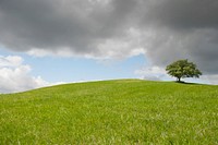 Grassland with a tree, free public domain CC0 photo