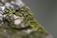 Growing moss on wood, free public domain CC0 photo