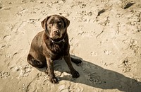 Free Labrador Retriever puppy image, public domain pet CC0 photo.