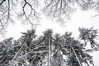 Free winter snow trees photo, public domain winter CC0 image.