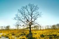 Free lone dead tree image, public domain botanical CC0 photo.