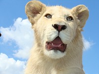 Free female lion image, public domain animal CC0 photo.