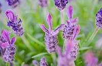 Free lavender image, public domain flower CC0 photo.