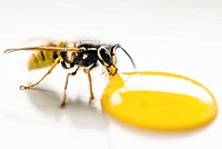 Free wasp drinking some honey image, public domain animal CC0 photo.