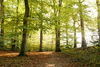 Sunlight shining through the woods, free public domain CC0 photo