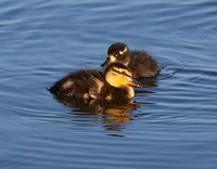 Free close up of 2 duck chicks on water image, public domain animal CC0 photo.