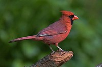 Free northern cardinal perched on log portrait photo, public domain animal cc0 image.