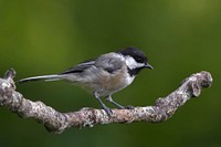 Free Chickadee, black capped perched on a log portrait photo, public domain animal CC0 image.