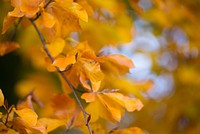 Free close up maple leaf on tree image, public domain nature CC0 photo.