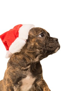 Free cute Bulldog, Christmas hat image, public domain pet CC0 photo.