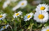 Free white daisy image, public domain flower CC0 photo.